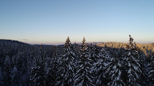 Optimisez Votre Bien-Être en Suivant le Rythme des Saisons