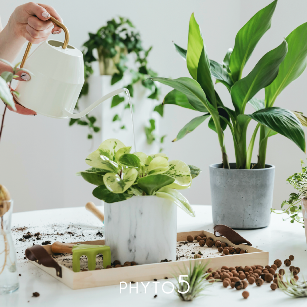 PHYTO 5 cosmetique naturel suisse holistique et energetique article blog ien etre guide holistique la saison energetique bois conseil alimentattion saison