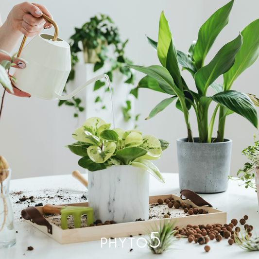 PHYTO 5 cosmetique naturel suisse holistique et energetique article blog ien etre guide holistique la saison energetique bois conseil alimentattion saison