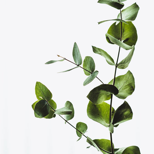 Les Bienfaits Insoupçonnés de l'Huile Essentielle d'Eucalyptus pour Votre Peau