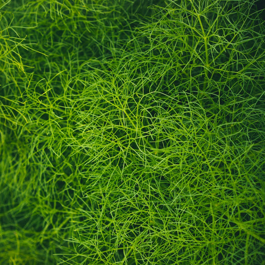 Huile Essentielle de Fenouil : Secret Anti-Âge et Solutions pour Peaux Sensibles