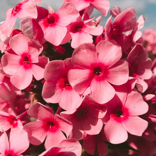 Les Secrets de l'Huile Essentielle de Géranium : Votre Allié Beauté et Anti-Âge