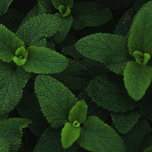 Découvrez les Pouvoirs de l'Huile Essentielle de Menthe Poivrée pour une Peau Éclatante