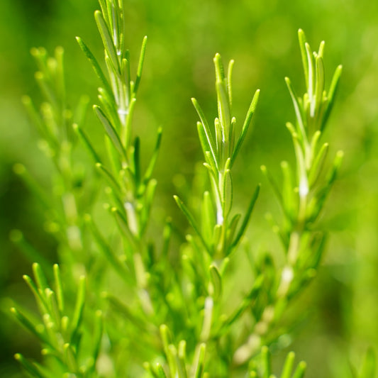 Découvrez les Secrets de l'Huile Essentielle de Thym pour une Peau Éclatante et Saine