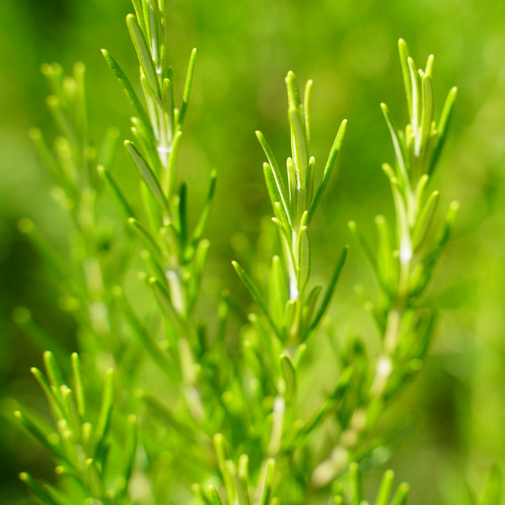 Découvrez les Secrets de l'Huile Essentielle de Thym pour une Peau Éclatante et Saine